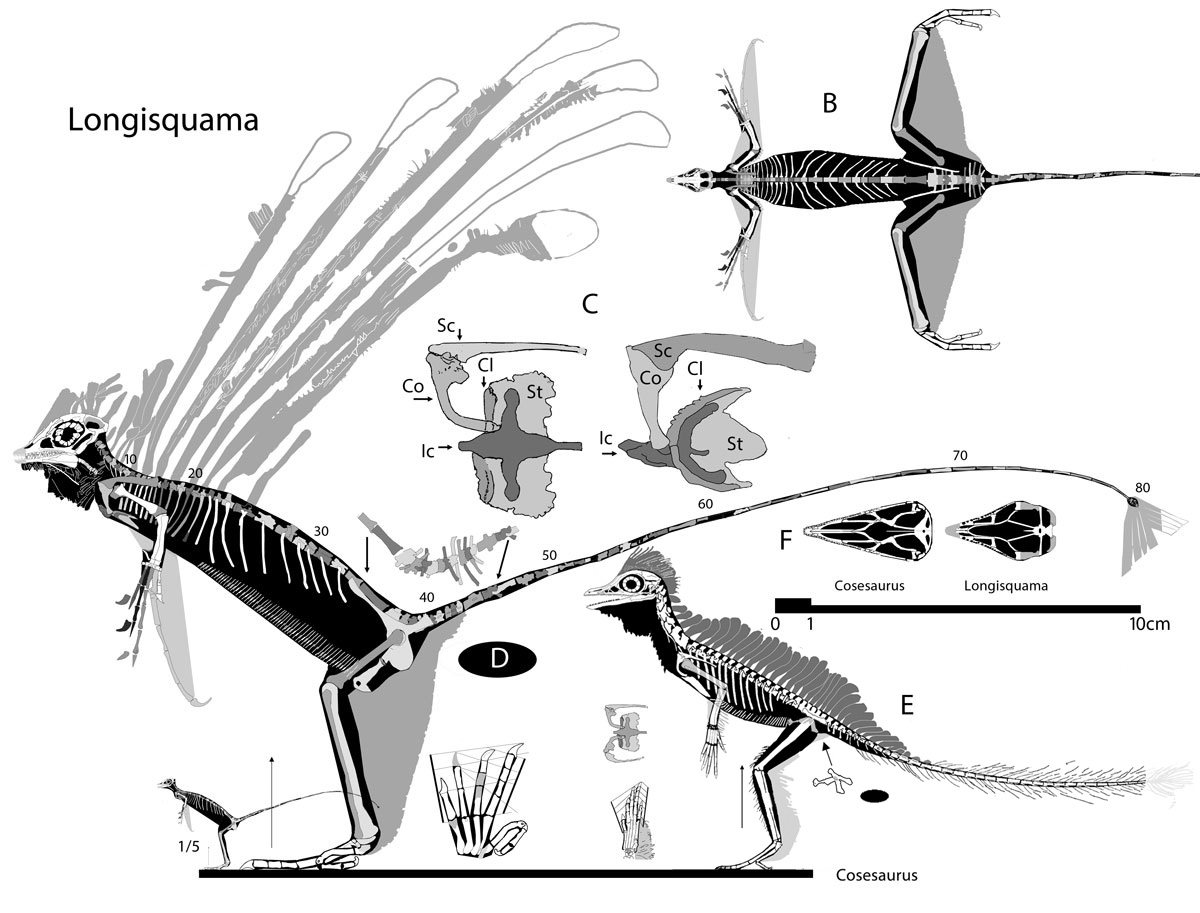 Longisquama  reconstruction