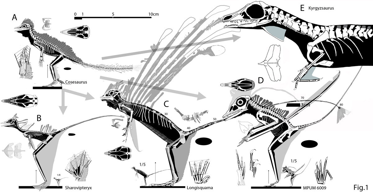 Longisquama sister taxa