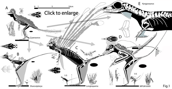 Longisquama sister taxa