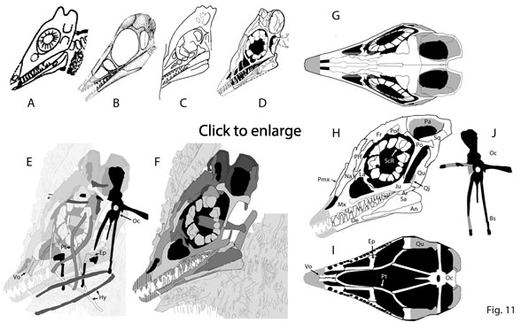 Longisquama skull