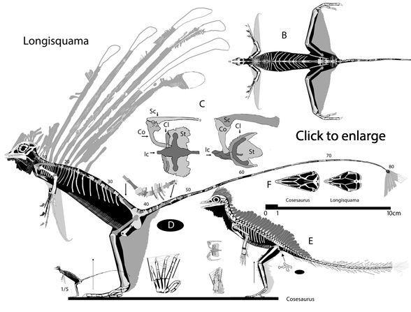 Longisquama