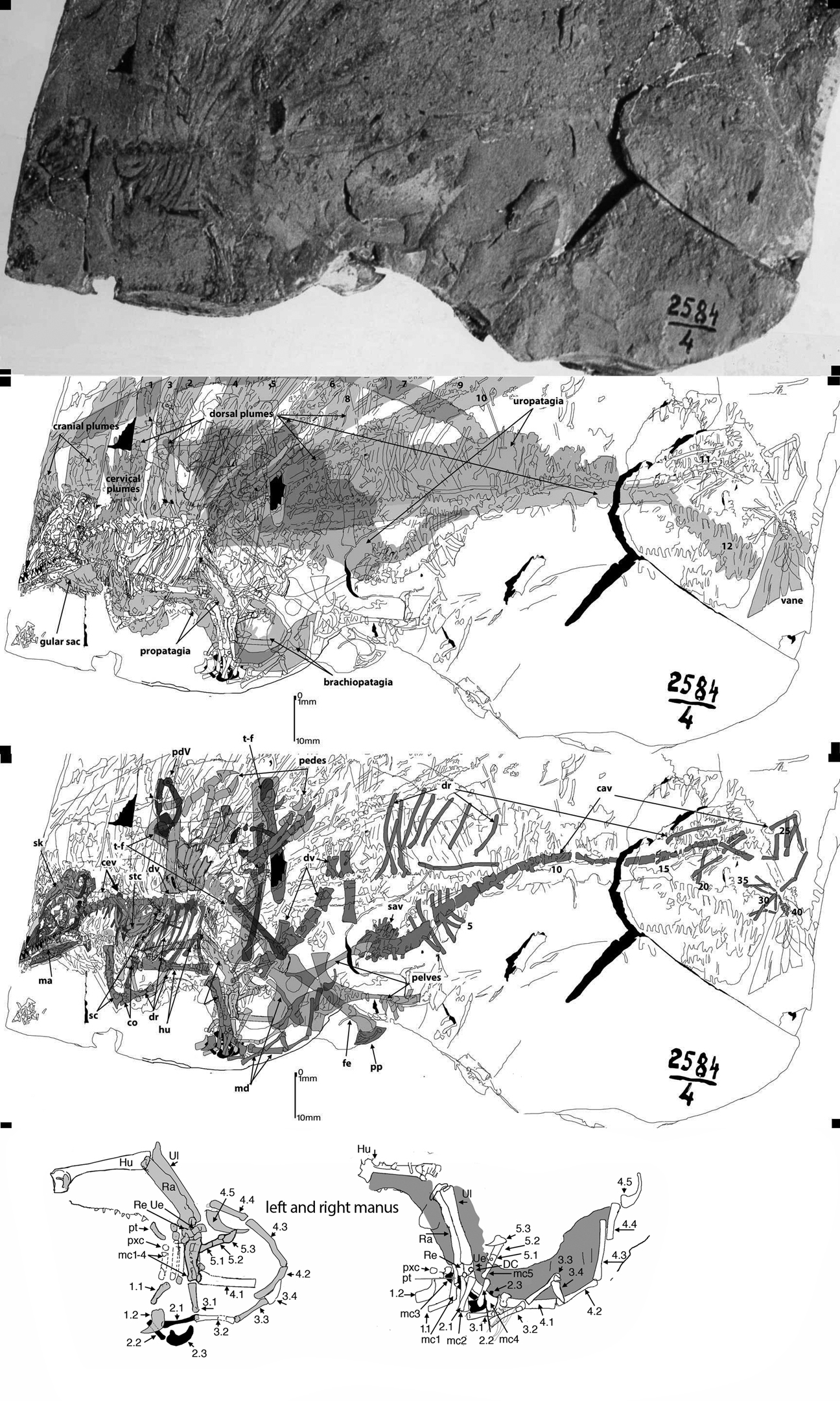 Longisquama in situ enlarged