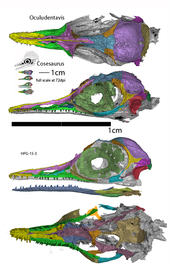 Oculudentavis to scale