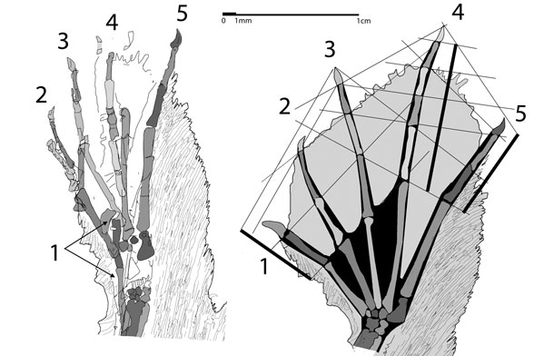 Sharovipteryx foot