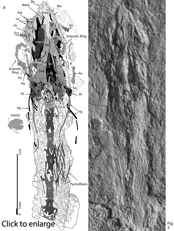 Sharovipteryx neck in situ