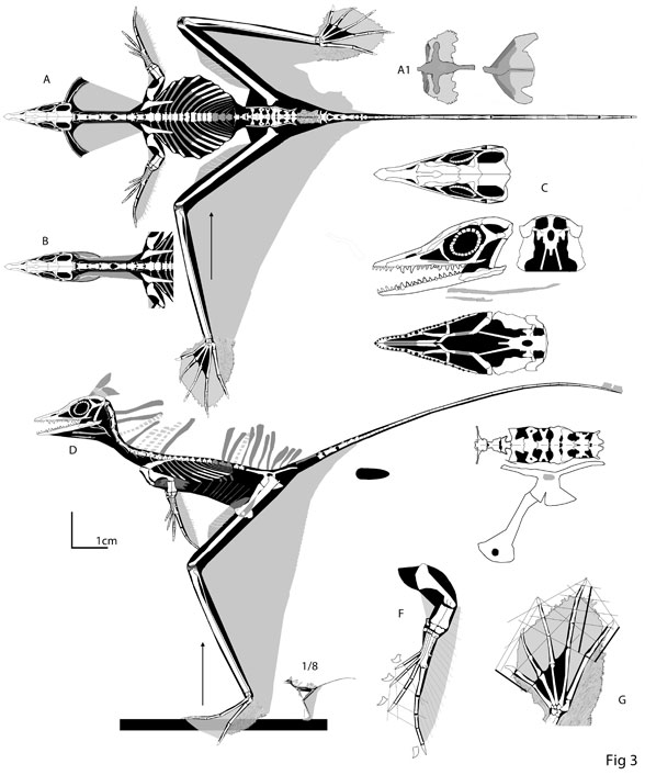 Sharovipteryx reconstructed