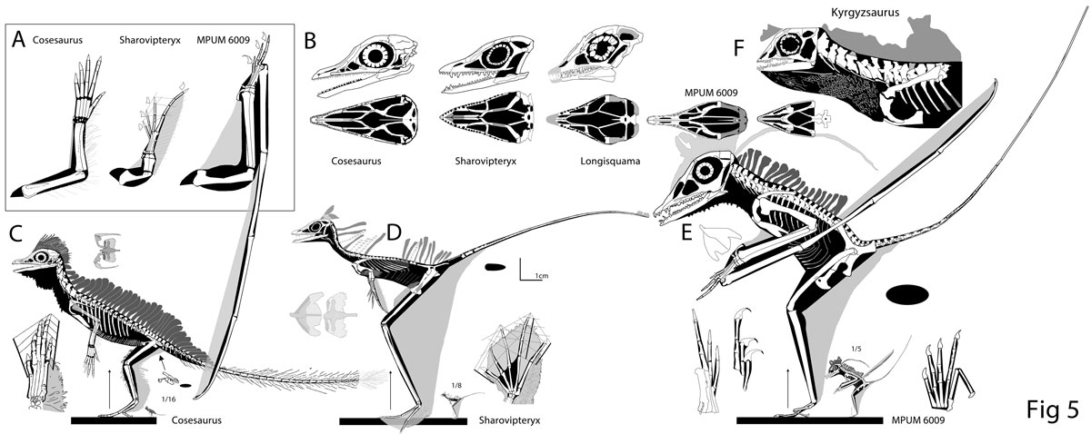 Sharovipteryx sister taxa