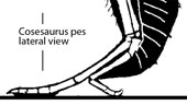 Cosesaurus foot lateral view