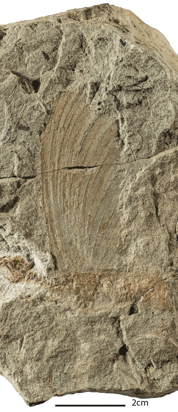 Mirasaura dorsal plumes