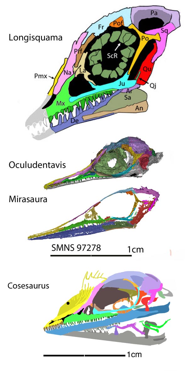 Miasaura skull compared