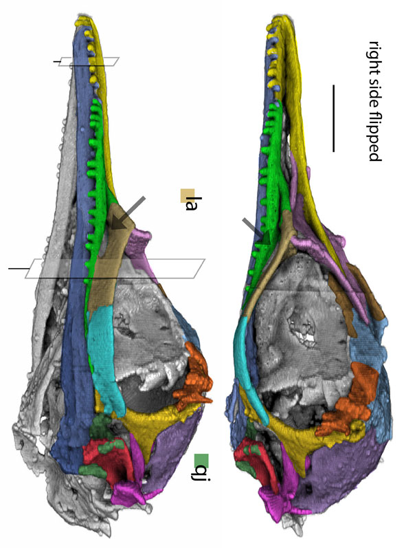 Oculudentavis_ CT scan 2