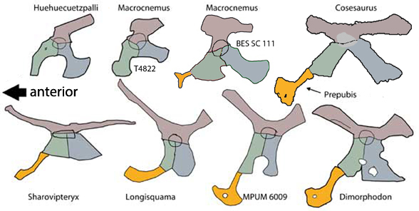 The origin and evolution of the prepubis in pterosaurs