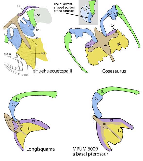 Pterosaur pectoral girdle evolution