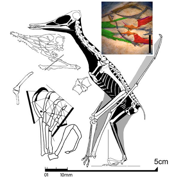 Pterodactylus? micronyx? B St 1936 I 50 - No. 30