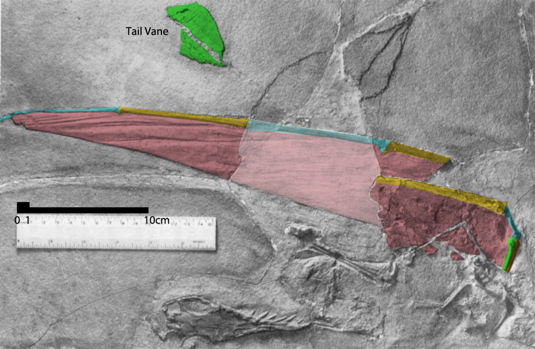 Rhamphorhynchus BSP 1937 I 37