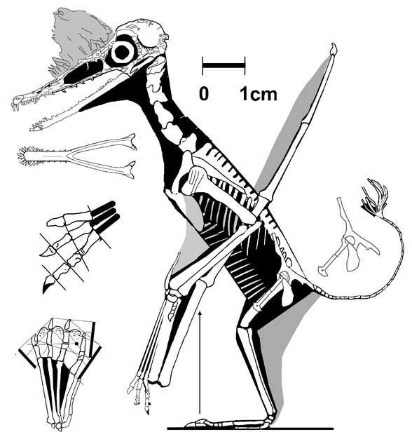 Ctenochasma elegans? No. 45