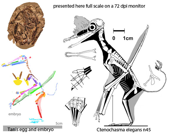 Ctenochasma elegans and Tanis embryo to scale