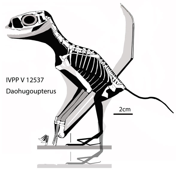 Daohugopterus lateral view