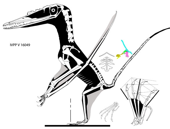 Darwinopterus linglongtaensis