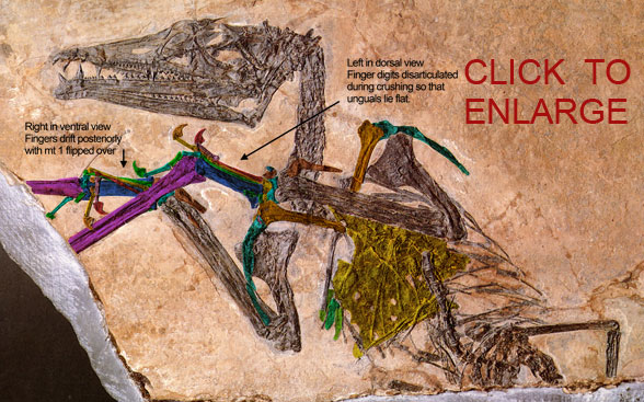 Eudimorphodon ranzii