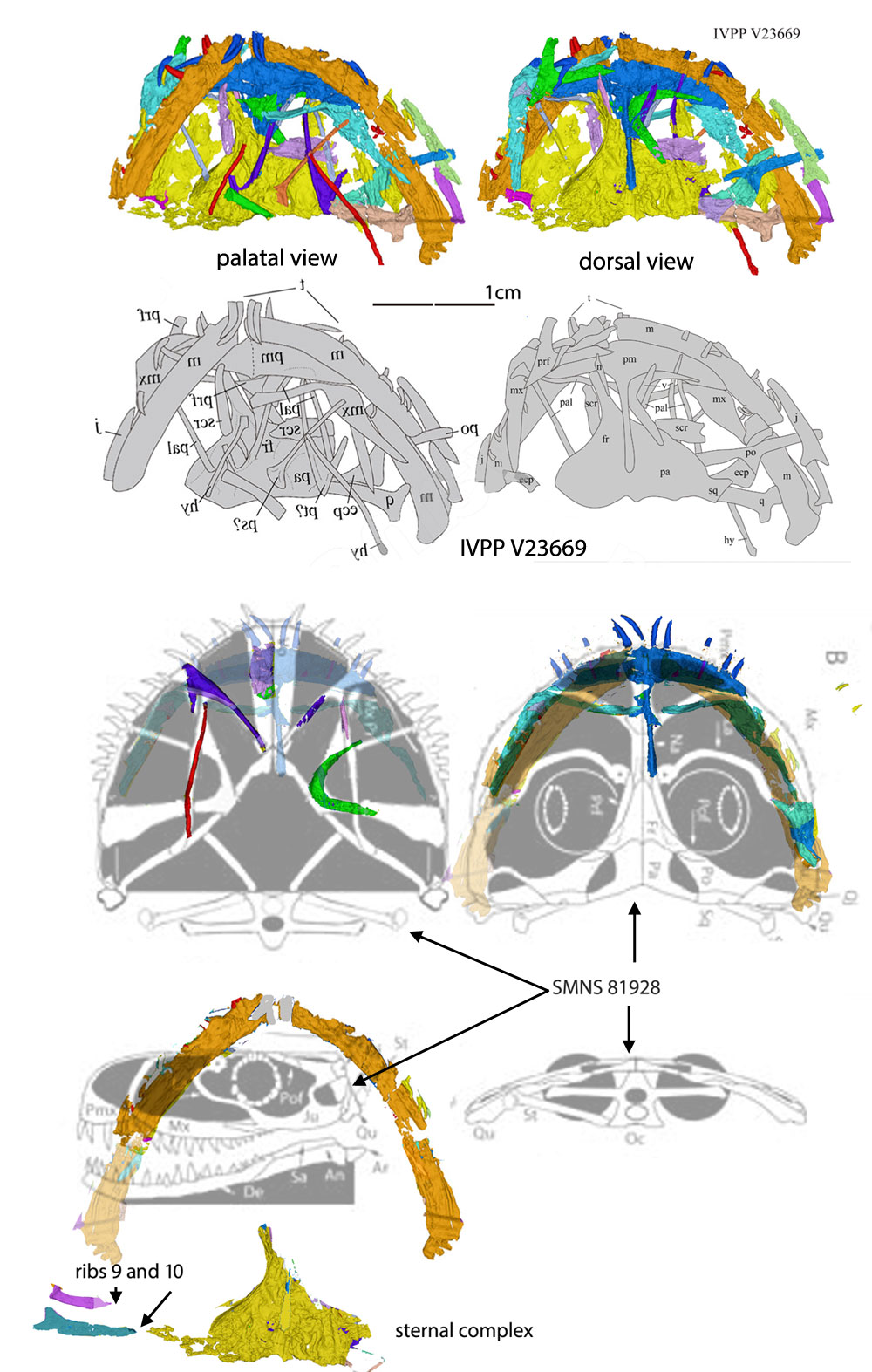 IVPP V23369 anurognathid pterosaur