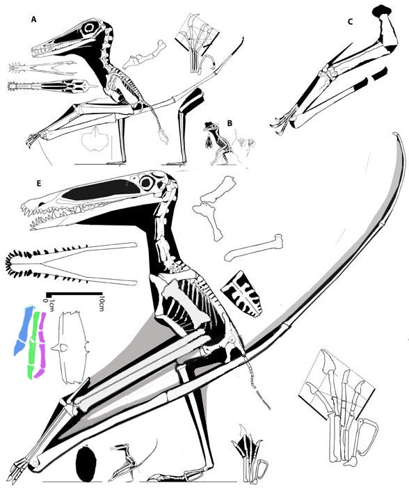 Basal pterosaurs (A und B) and Pterodactyloidea (C) from the Solnhofen