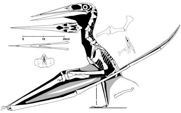 nyctosaurus gracilis