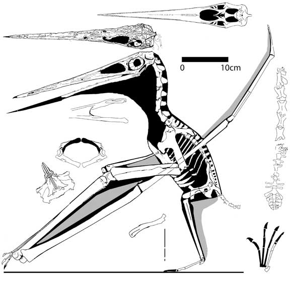 nyctosaurus gracilis