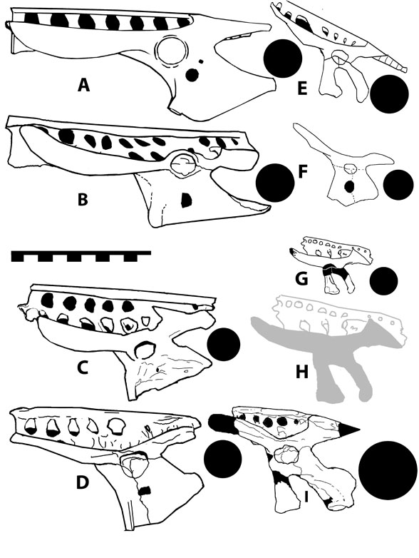 Pteranodon and Nyctosaurus pelves compared