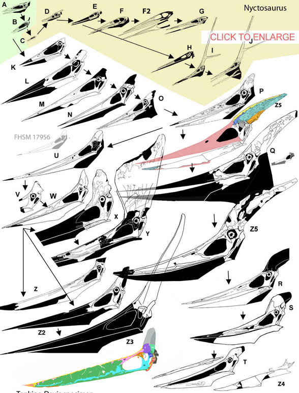 Pteranodon skulls to scale