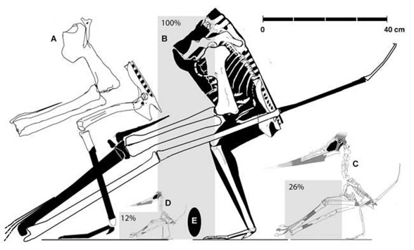 Ptweety the juvenile Pteranodon compared to adults