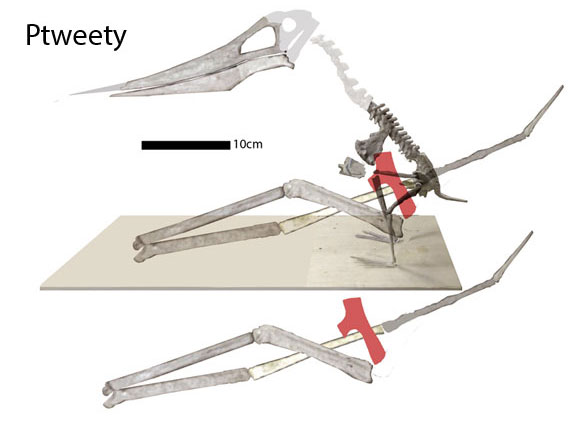 Ptweety model