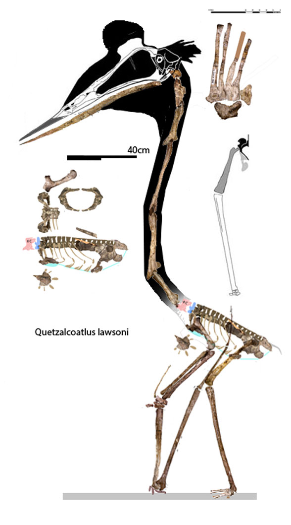 Quetzalcoatlus lawsoni