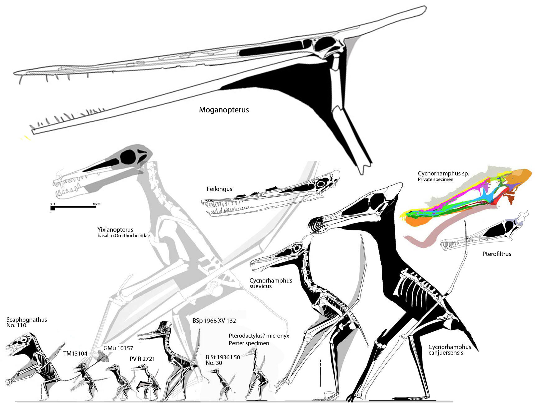 Cycnorhamphus, its sisters and predecessors