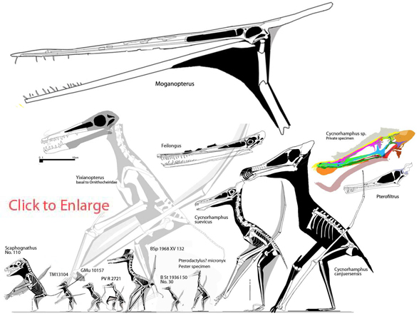 Scaphognathus clade