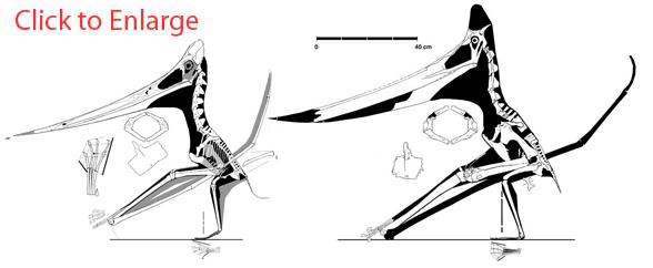 Two Relatively Complete Pteranodon specimens