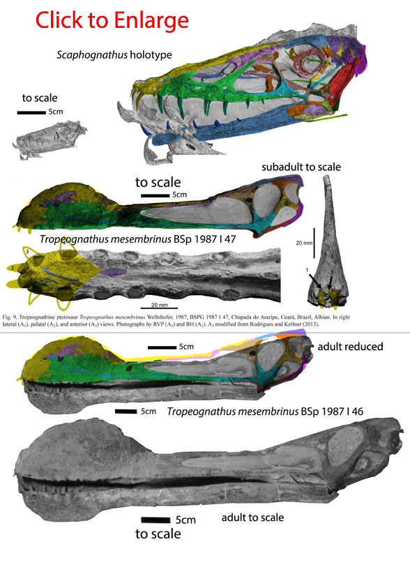 Tropeognathus and Scaphognathus