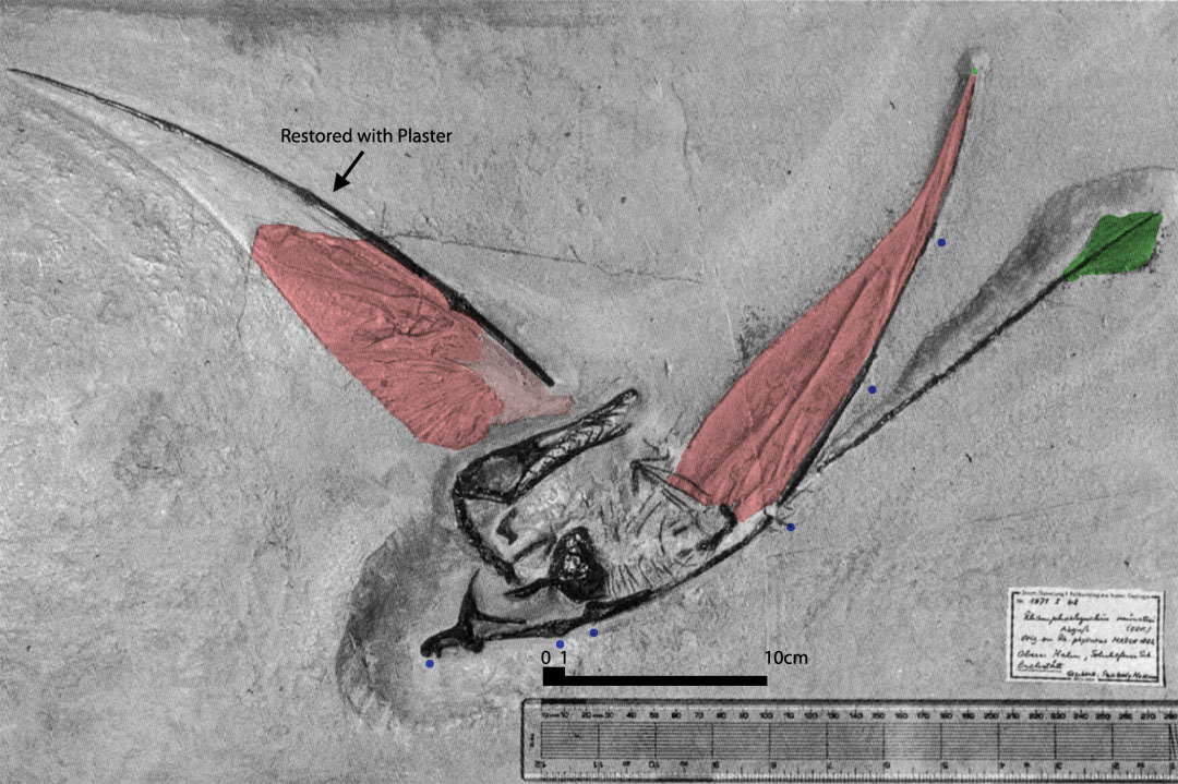 Rhamphorhynchus YPM 1178