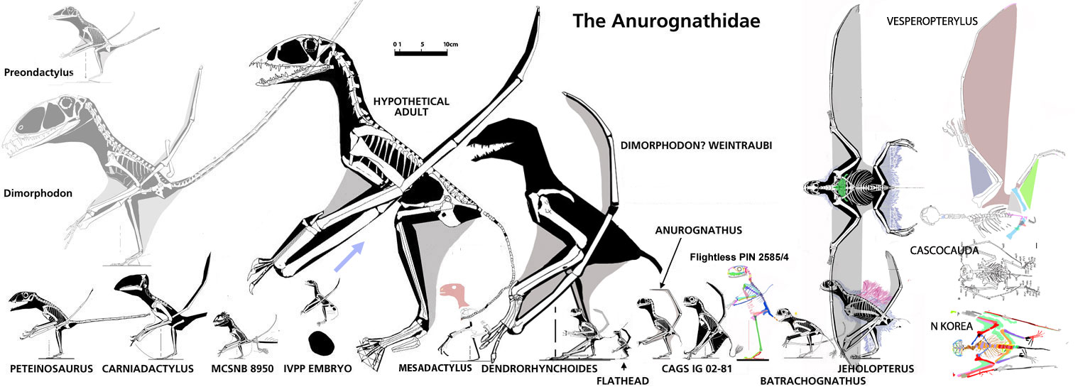 Anurognathids to scale