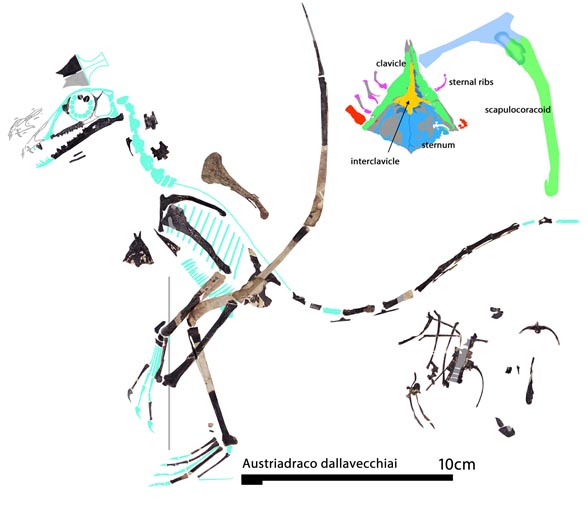 Austriadraco reconstruction