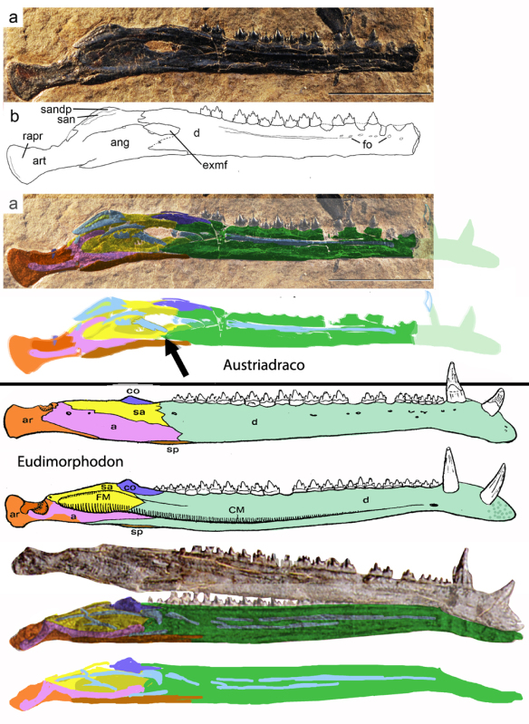 Austriadraco mandible