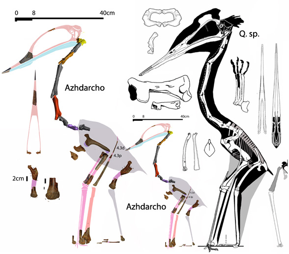 Azhdarcho and Q. sp.