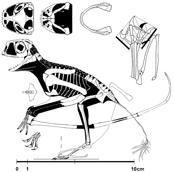 Batrachognathus