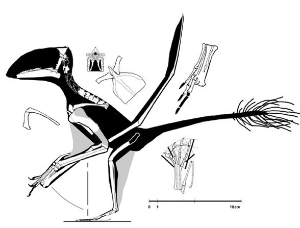 Carniadactylus