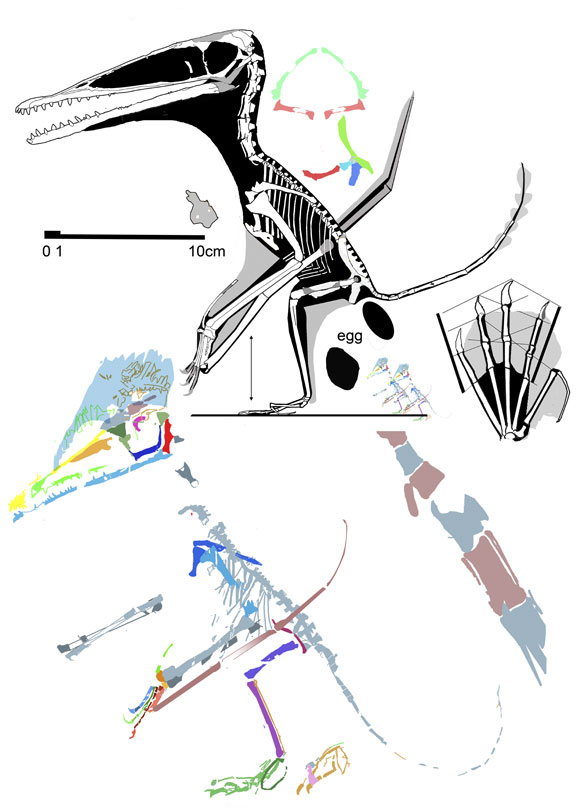 Darwinopterus mother and embryo compared