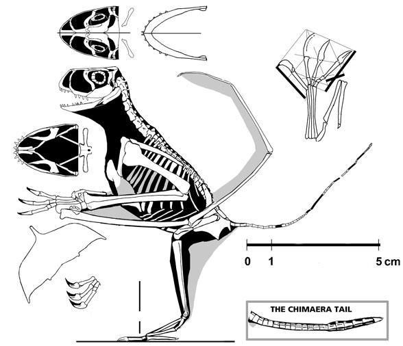 Dendrorhynchoides