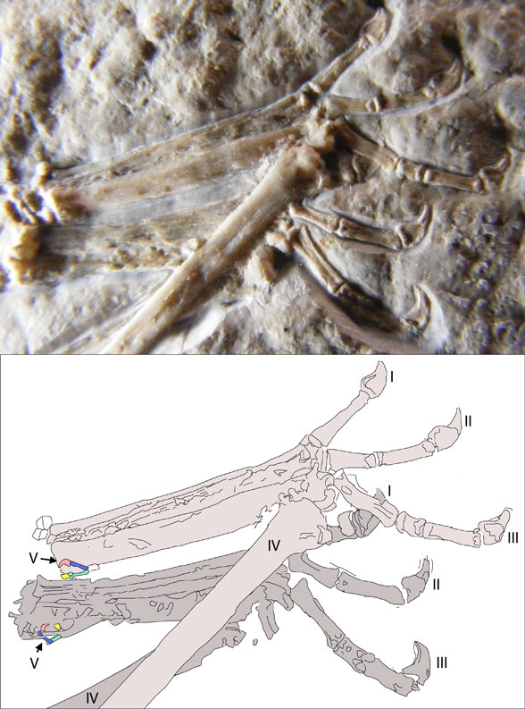 Manual digit 5 on No. 9 pterosaur