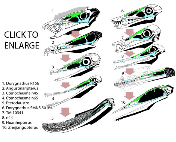 The Disappearance of the Pterosaur Naris