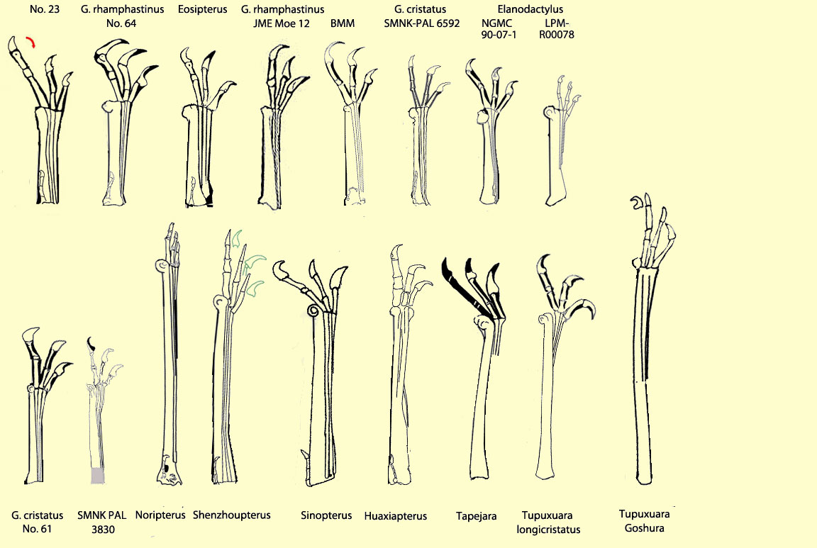 Pterosaur fingers Germanodactylus