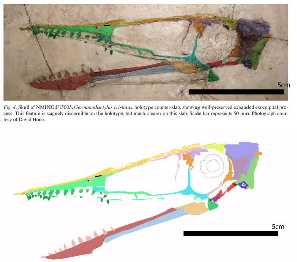 Germanodactylus cristatus counterplate